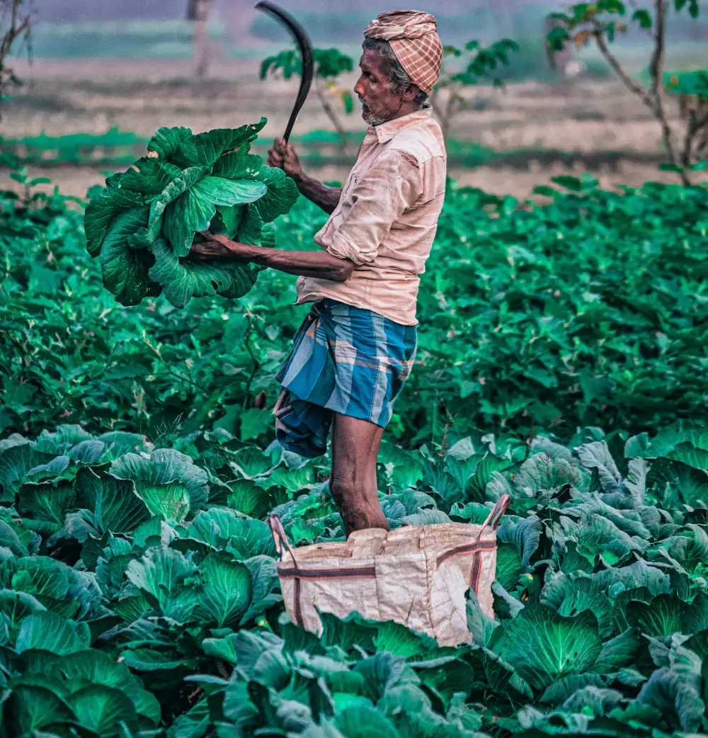 An Indian farmer harvesting fresh cabbage
